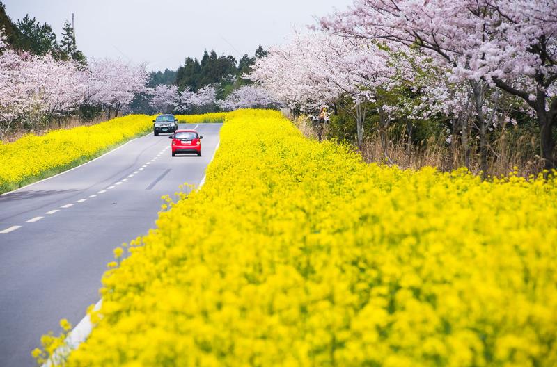 Lễ hội hoa anh đào Jeju